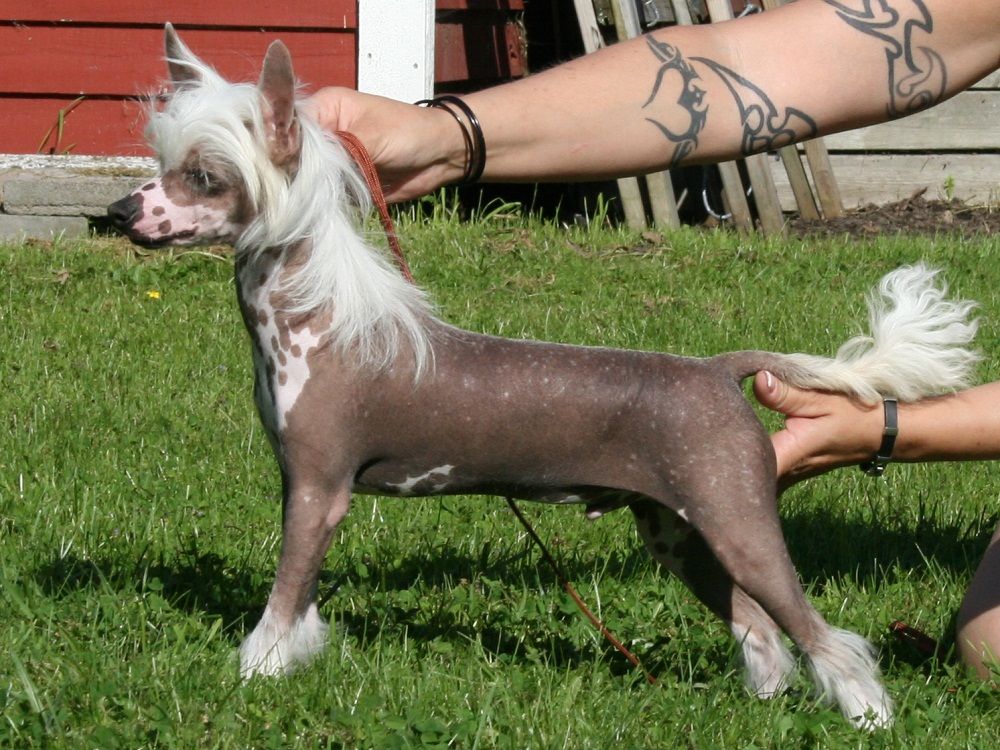 Denize'z Gizmo'z Thor