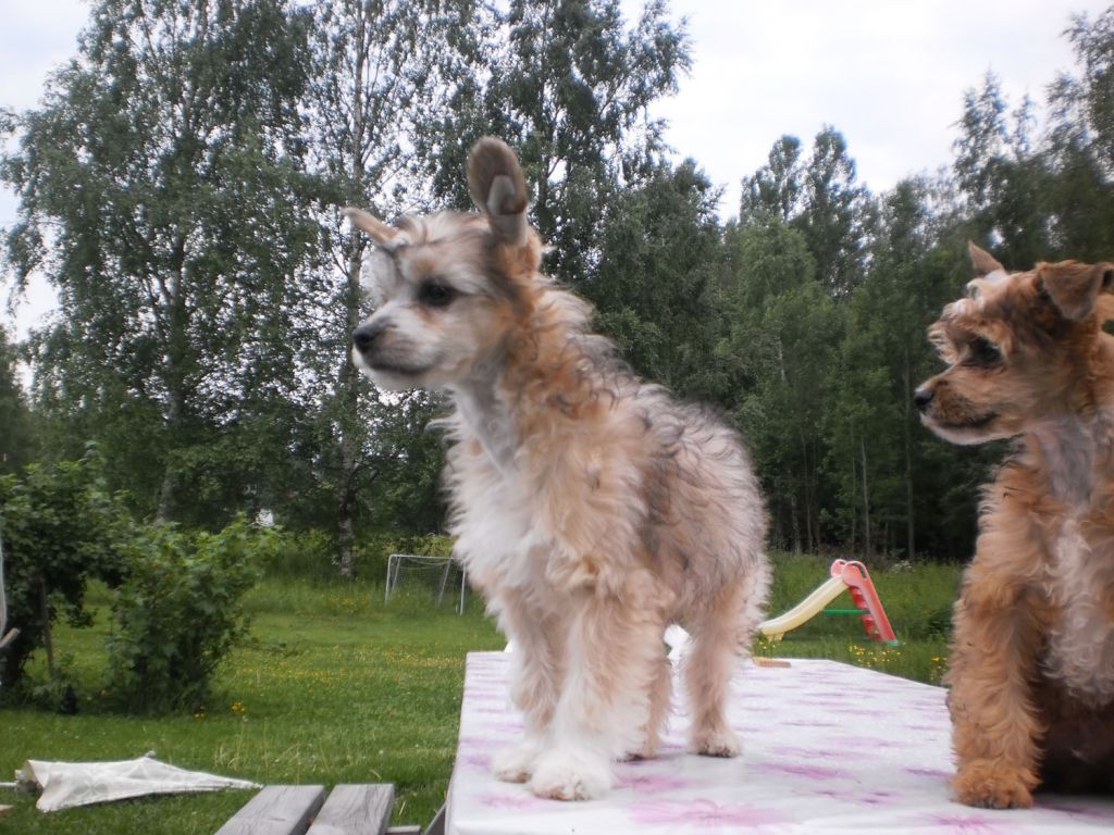 Denize'z Gizmo'z Oden