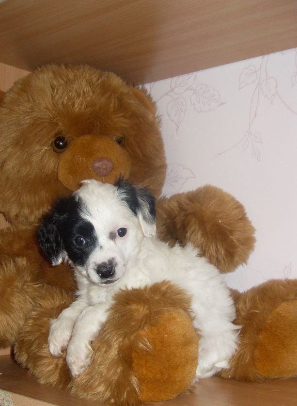 Richard lvinoe serdtse