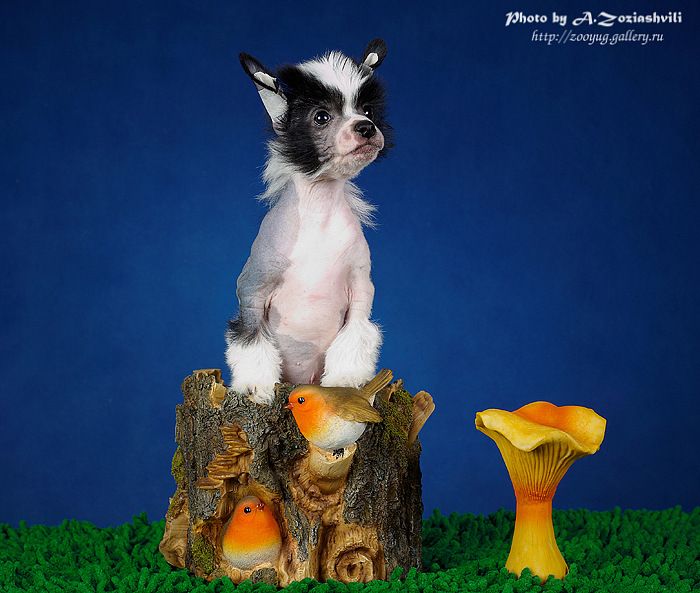 Firmenniy Style Iz Ordena Ekate-Riny