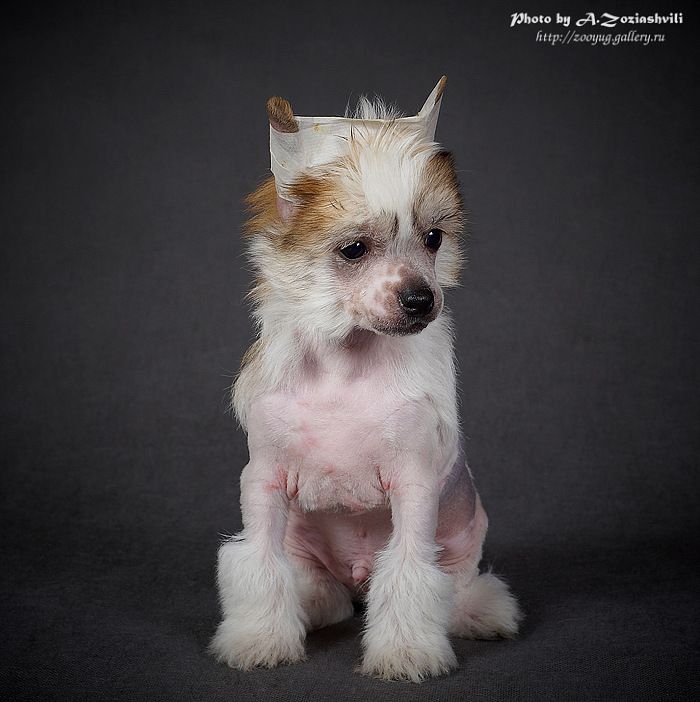 Furor Vo Vsyom Iz Ordena Ekate-Riny