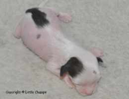 Kuan Yin (Kent) Little Champs