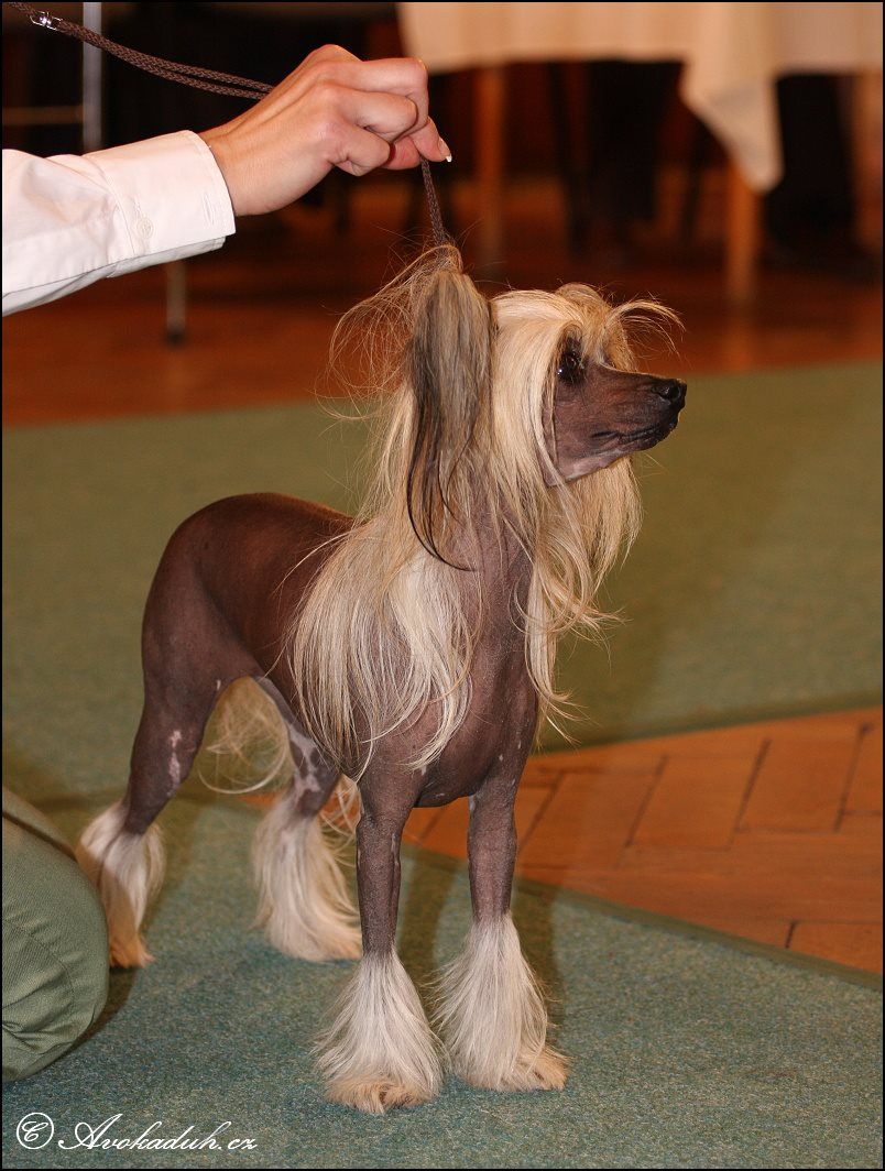 Gabrielle z Teramonu