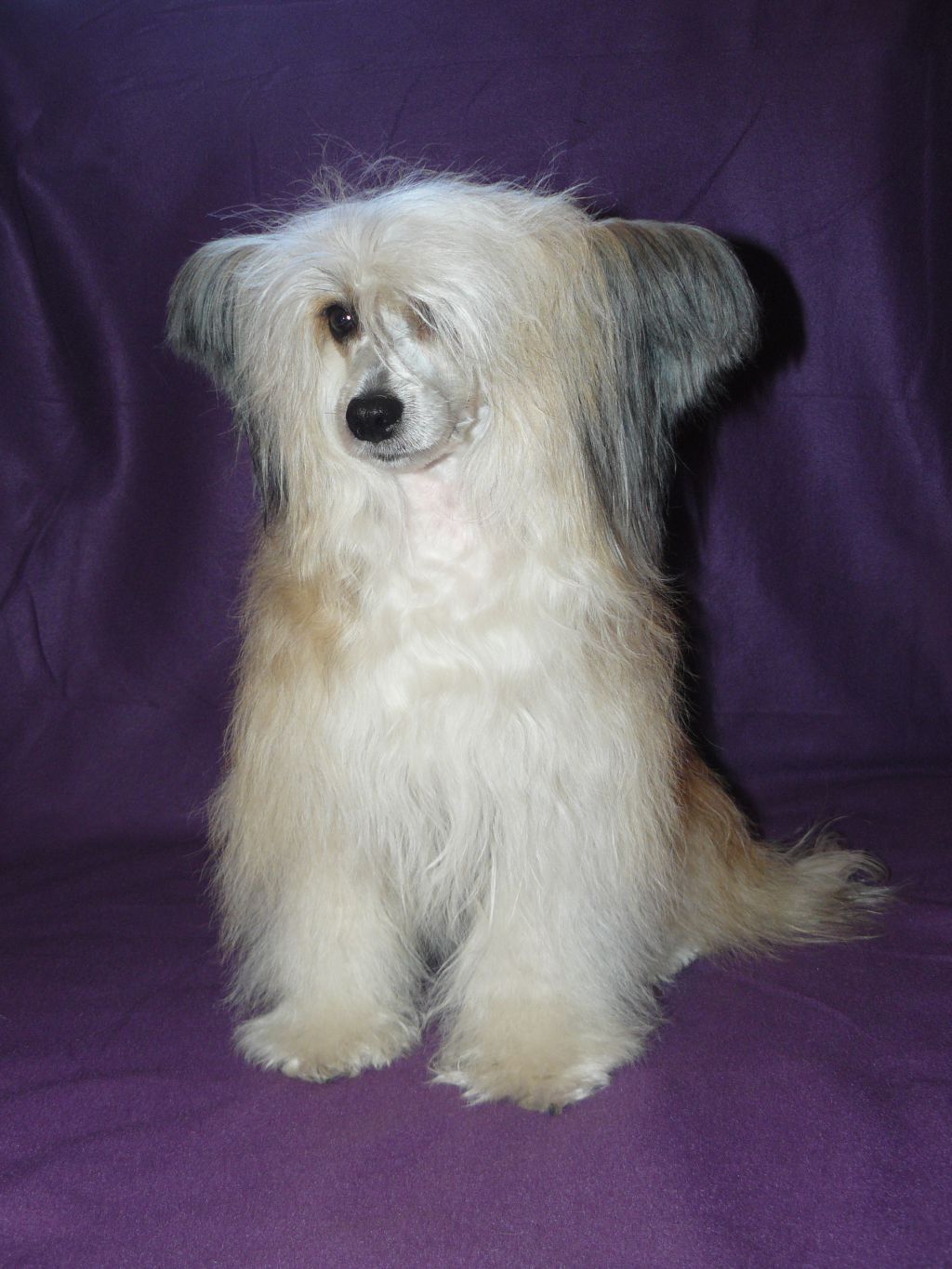 Emotion Black Dragon