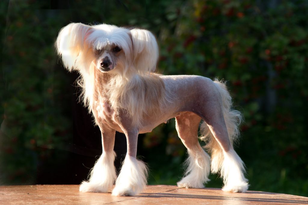 Orero Lovely Siena Chianti