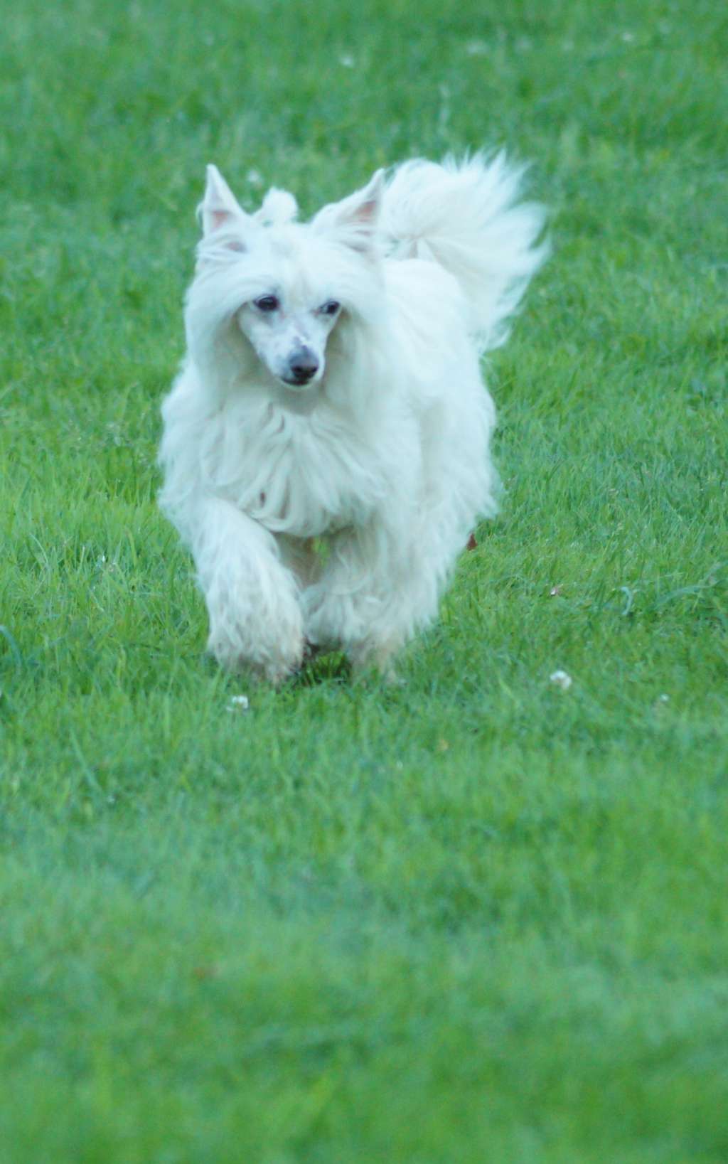 Angel O' Check Poema