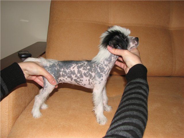 Shelcovij Shlejf Sokrat