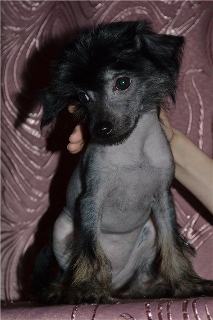 Vologodskiy Souvenir Aristokratka