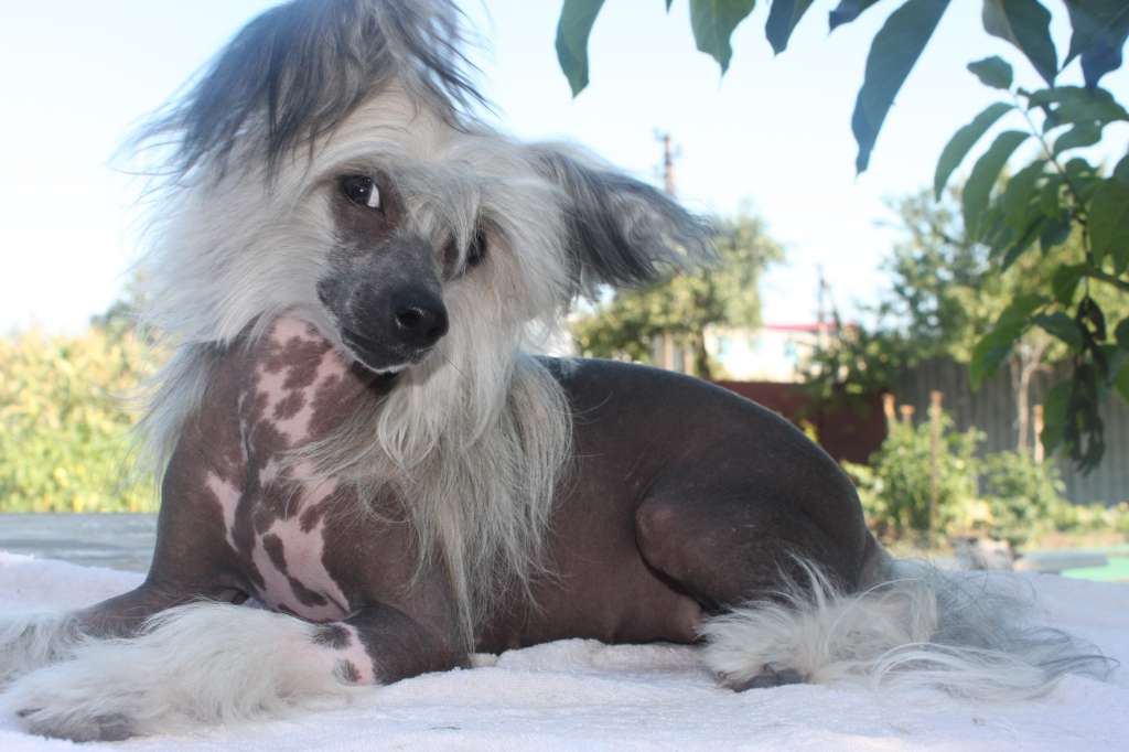 Olgivan Show Bugi Vugi Barcelona