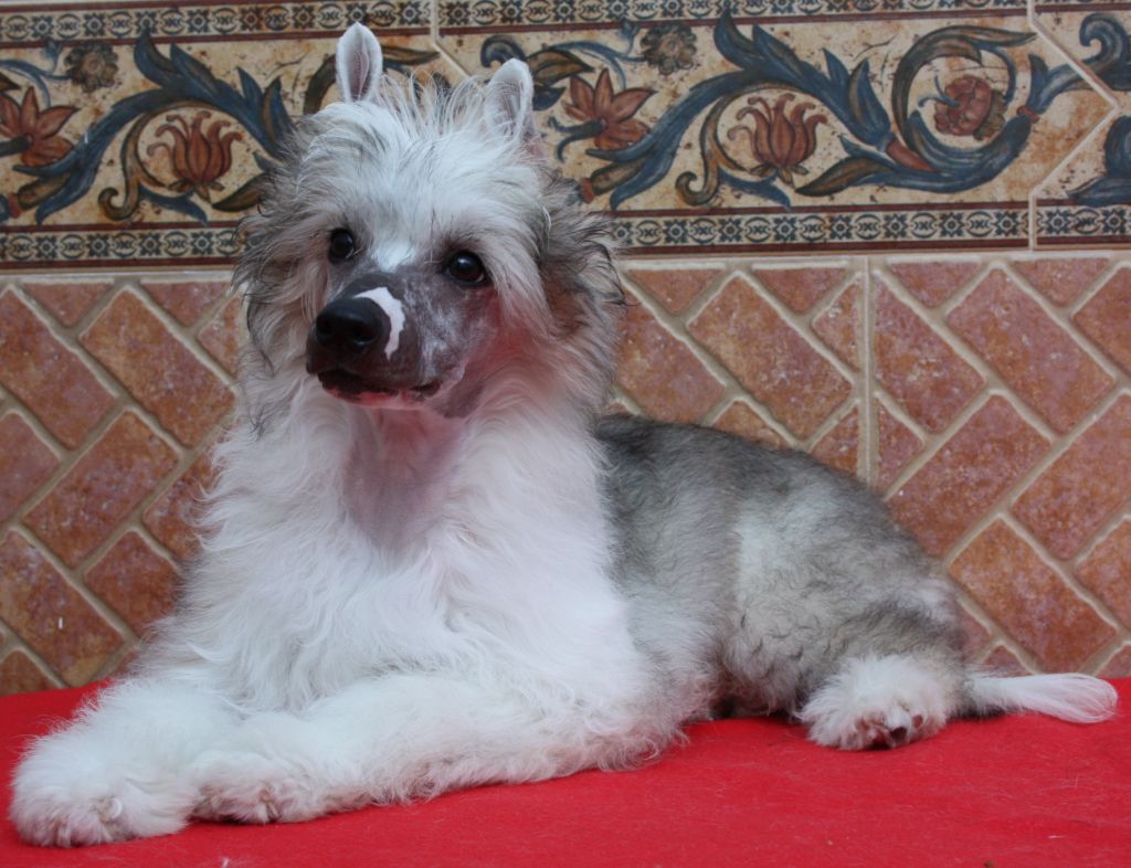 A Sweet Boy De Sothis. 