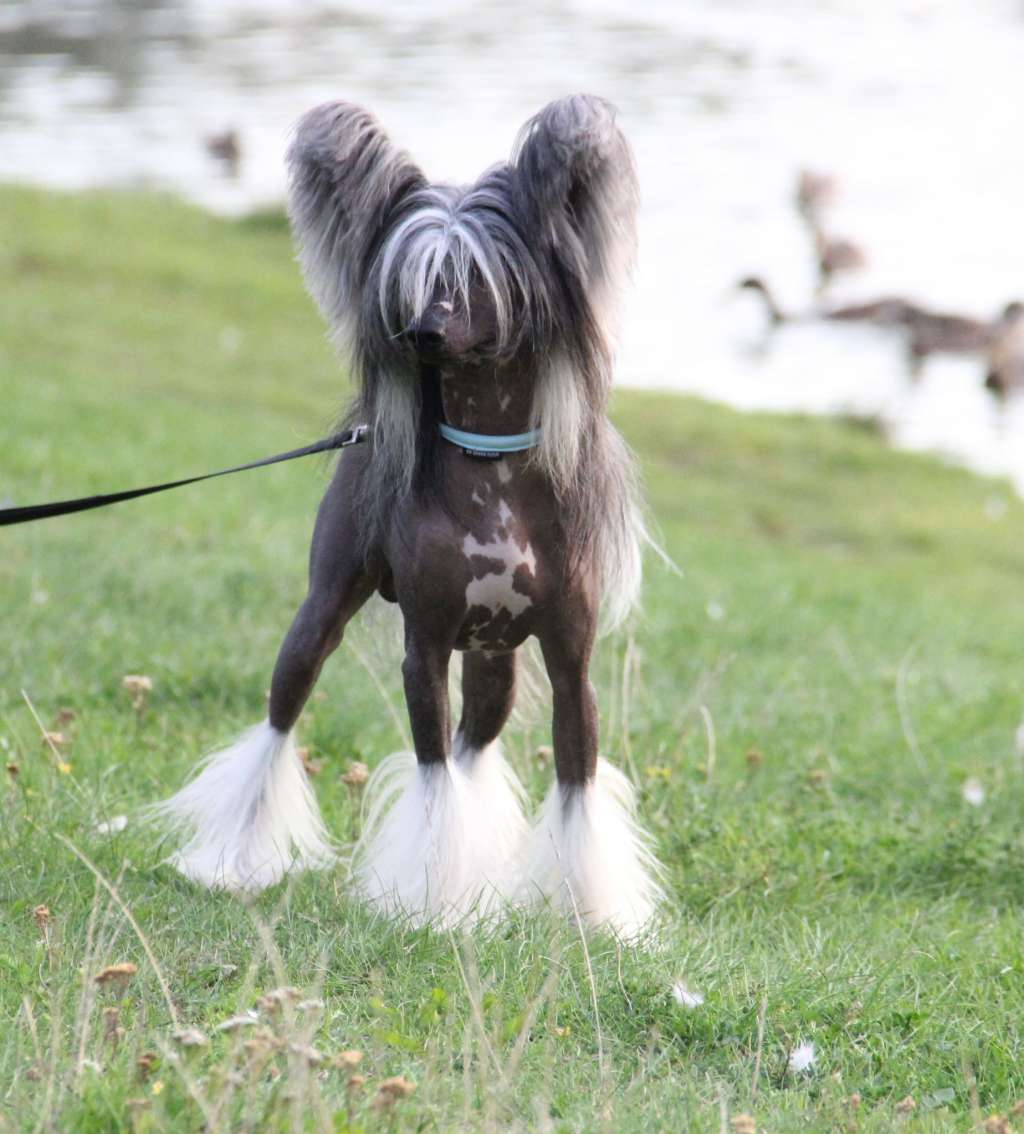 Melanies Rerity Iv Roshe