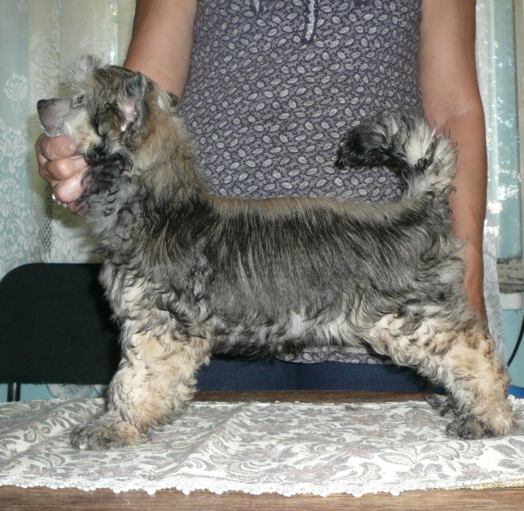 Carlos  Exotic World FCI