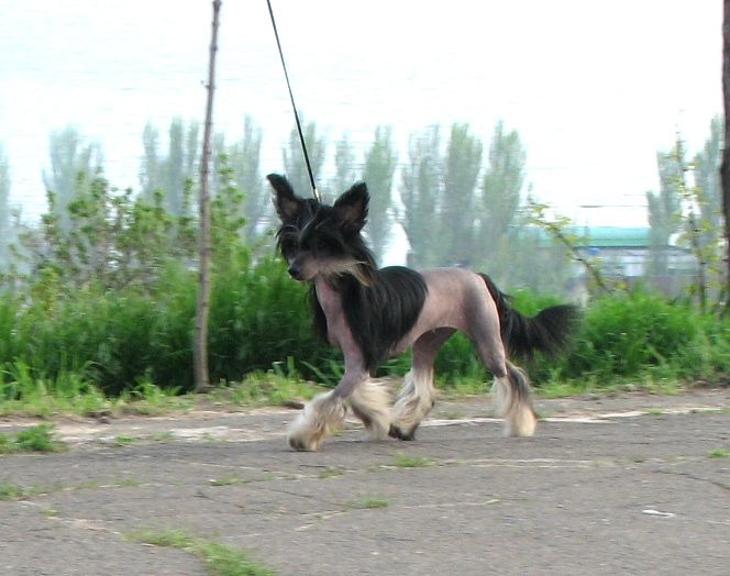 Bravo Olett Aziya 