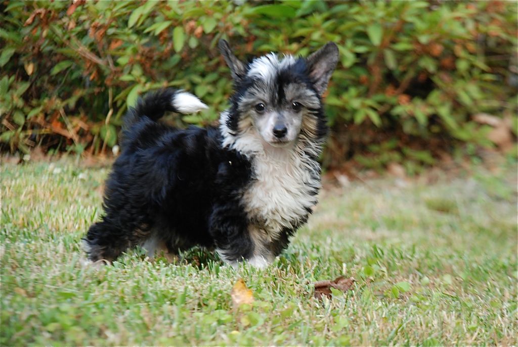 Olivera's Ain't No Hollaback Gurl PP