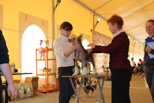 Zlato Dinastii Zbignew Winner