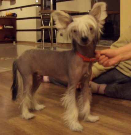 Lestat Light of Shin-Ra