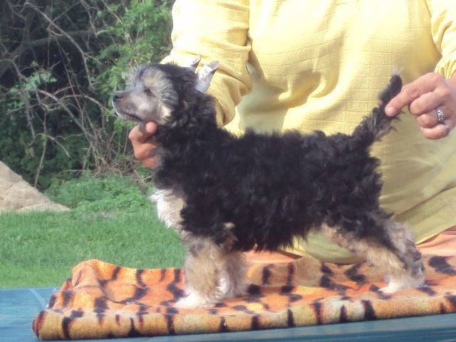 Laures Light Of Shin-Ra