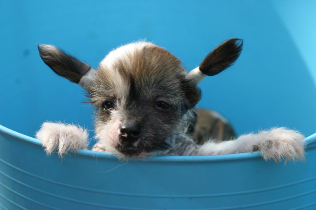 Happy Dancing Mickey Mouse