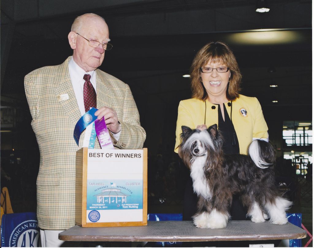 Shadowfox Wicked Cool of Diva