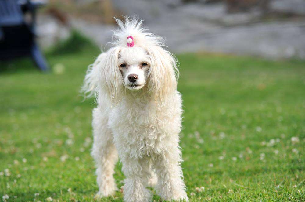 Zodellin Come Dance With Me