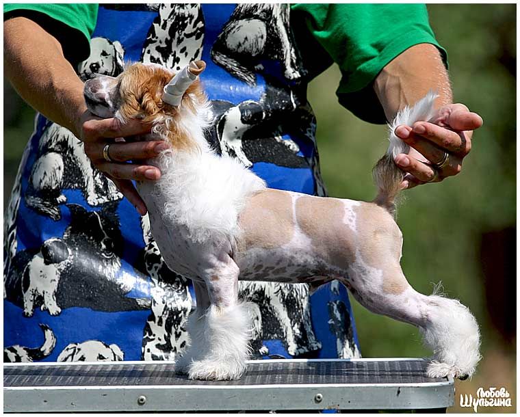 Olegro Katrin Club Hopper