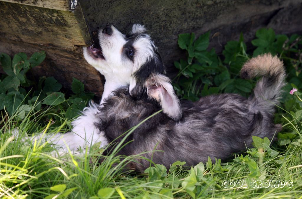 Cool Crowd's You're the Evil In My Eye