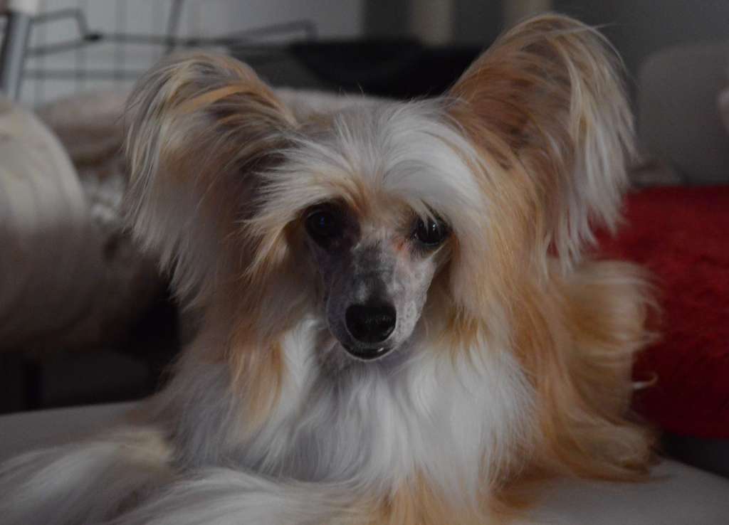 Multi CH GrCH Multi JCH Magnus Staff Bubbles Flyin