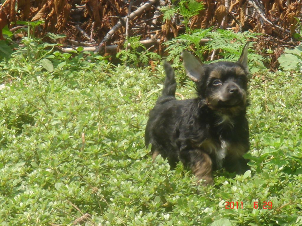 A Kapella Molosos Gratzi