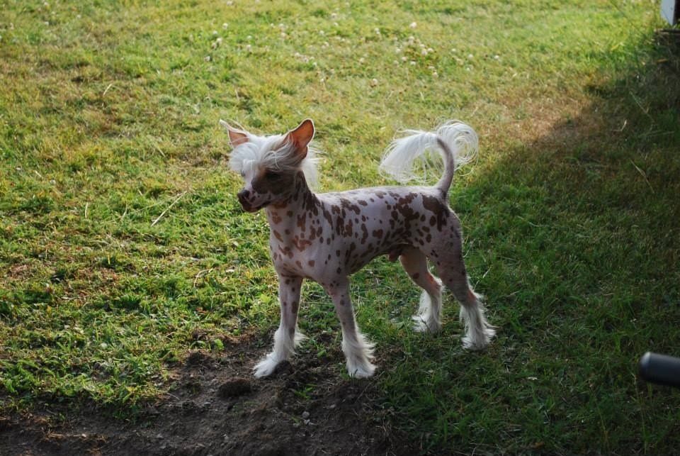 ChinoPata's Coconut Peanut Pie