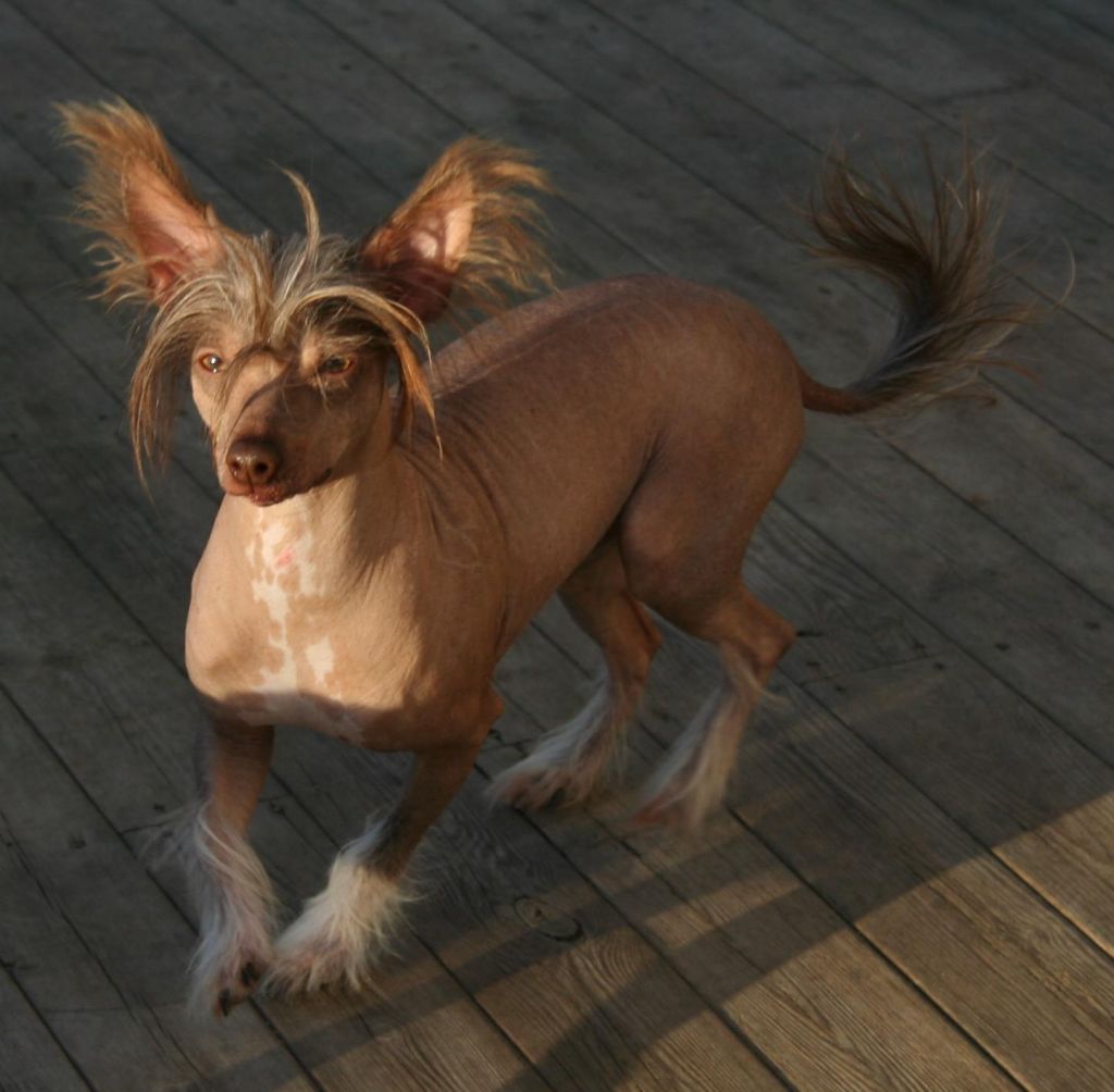 ChinoPata's Cinnamon Raisin