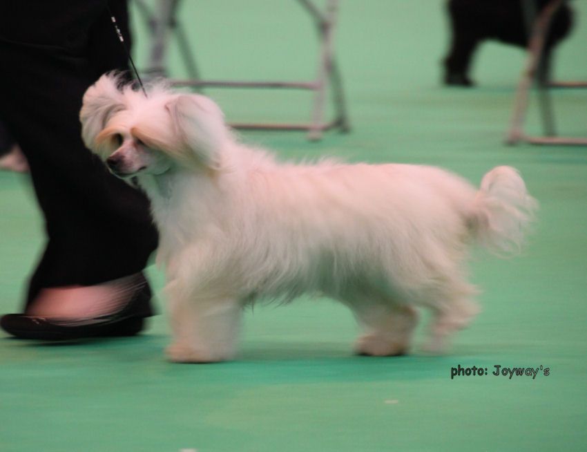 Bryelis Put A Spell On You At Baojin ShCM