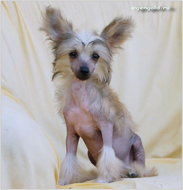 Irgen Gold  Europa Plus