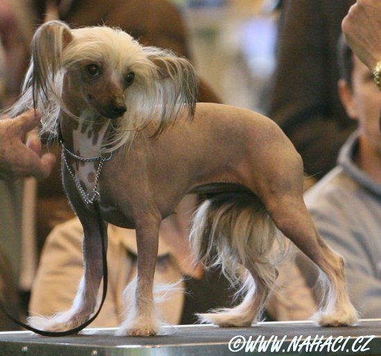 Jayanamee Ruby Tuesday 