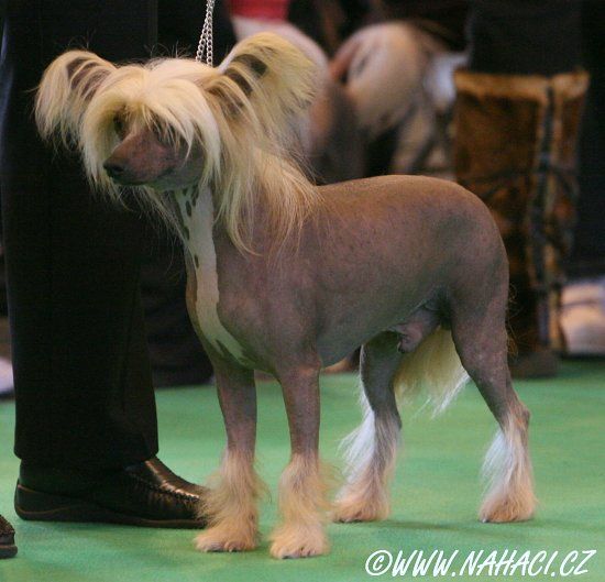 Jayanamee Georgie Porgie 