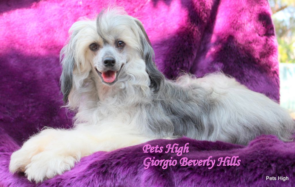 Pets High Giorgio Beverly Hills