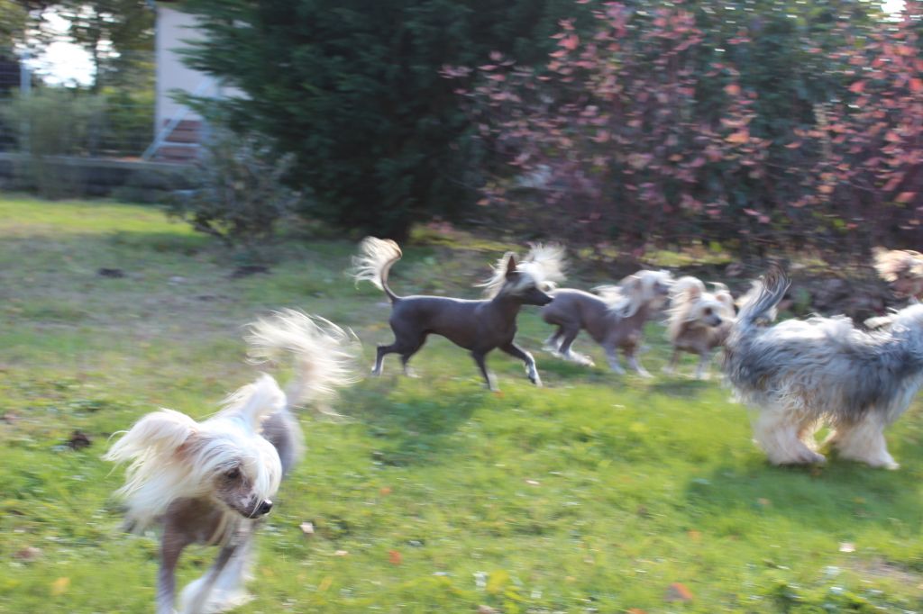 Pets High - Glasgow Londres