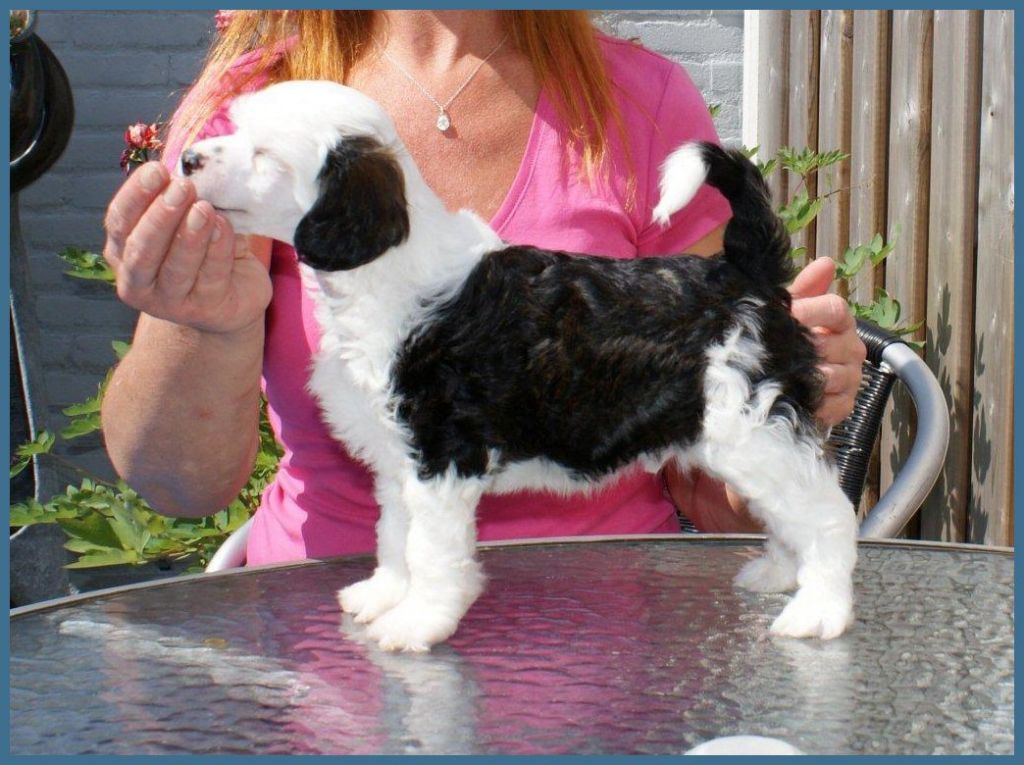 Amigo of Samira's Paradise