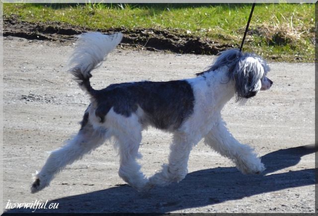 How Wilful In Three Colours