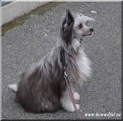 How Wilful In Her Colours