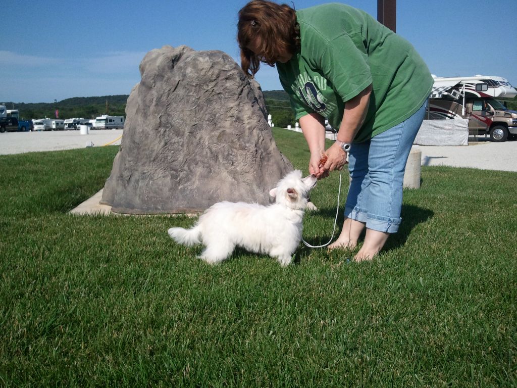 Stillmeadow Cristall Bow Chicka Wow at Inception