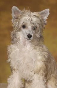 Drömtorpet's Mary Read Buccaneer