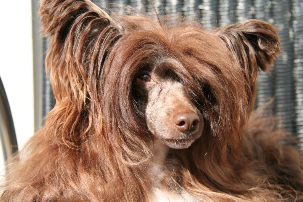 Absolute Souls Snickers