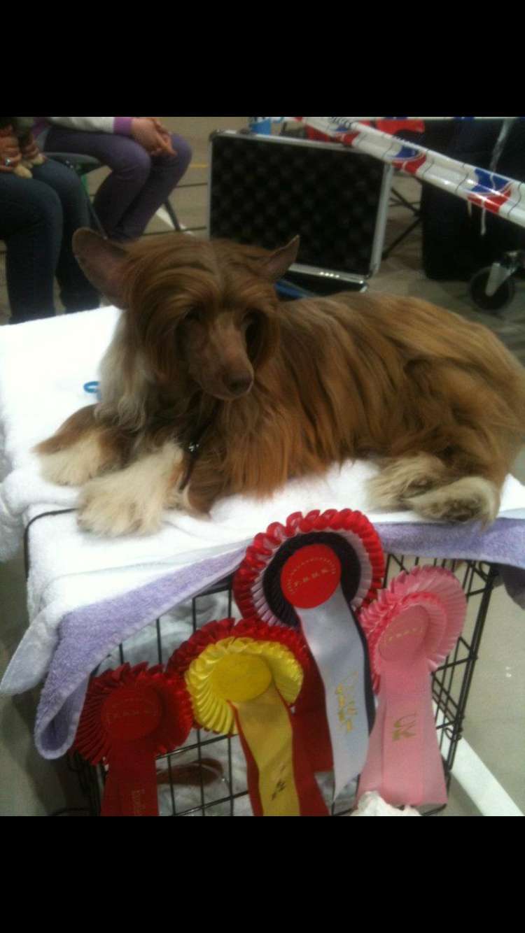 Absolute Souls Toblerone