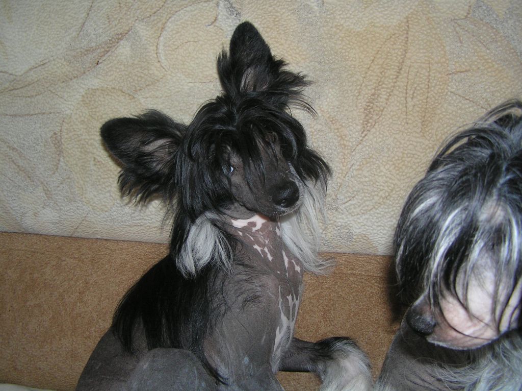 Leon Fleur De Lis Federiko