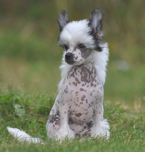 Shandor's Kissing Keila