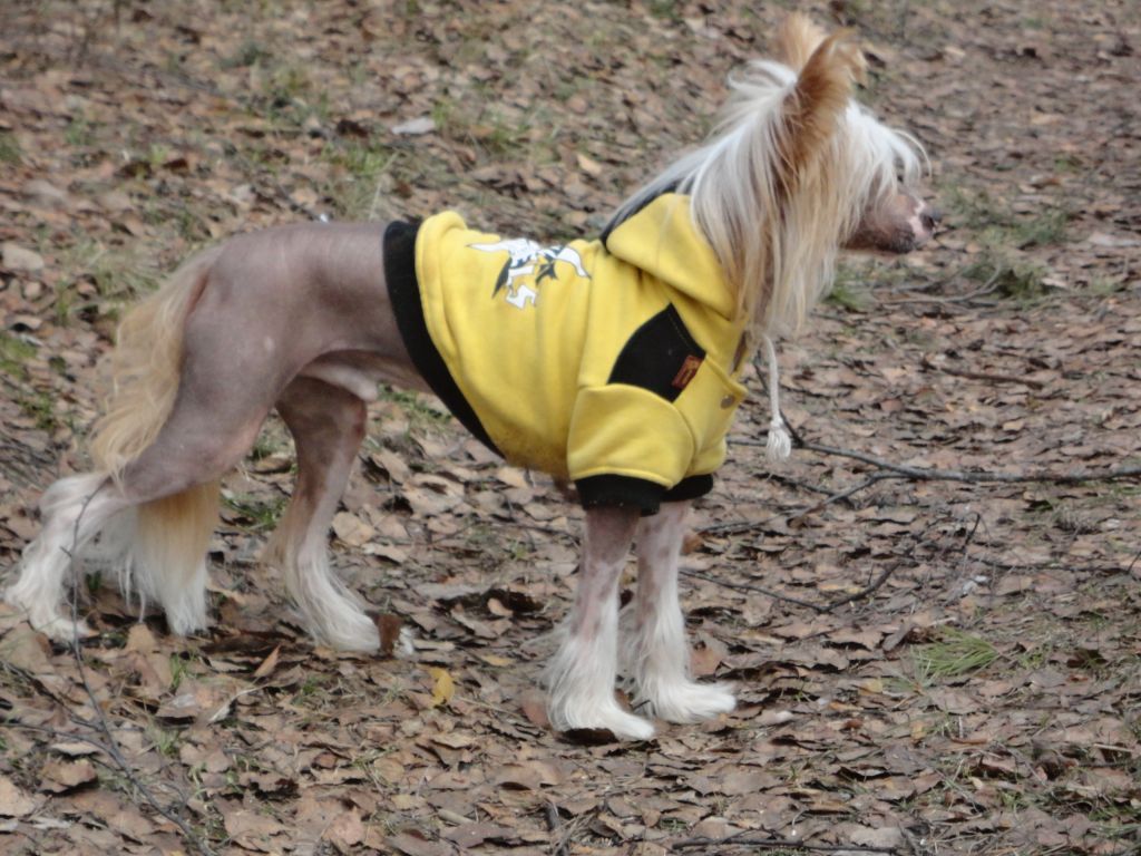 Bengal Sumon Red Iz Strani Cvetov