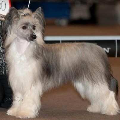 Dies Amor Rose of Silesia