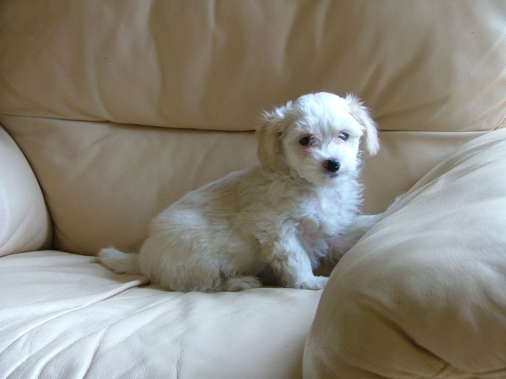 Poshsox White Gloves