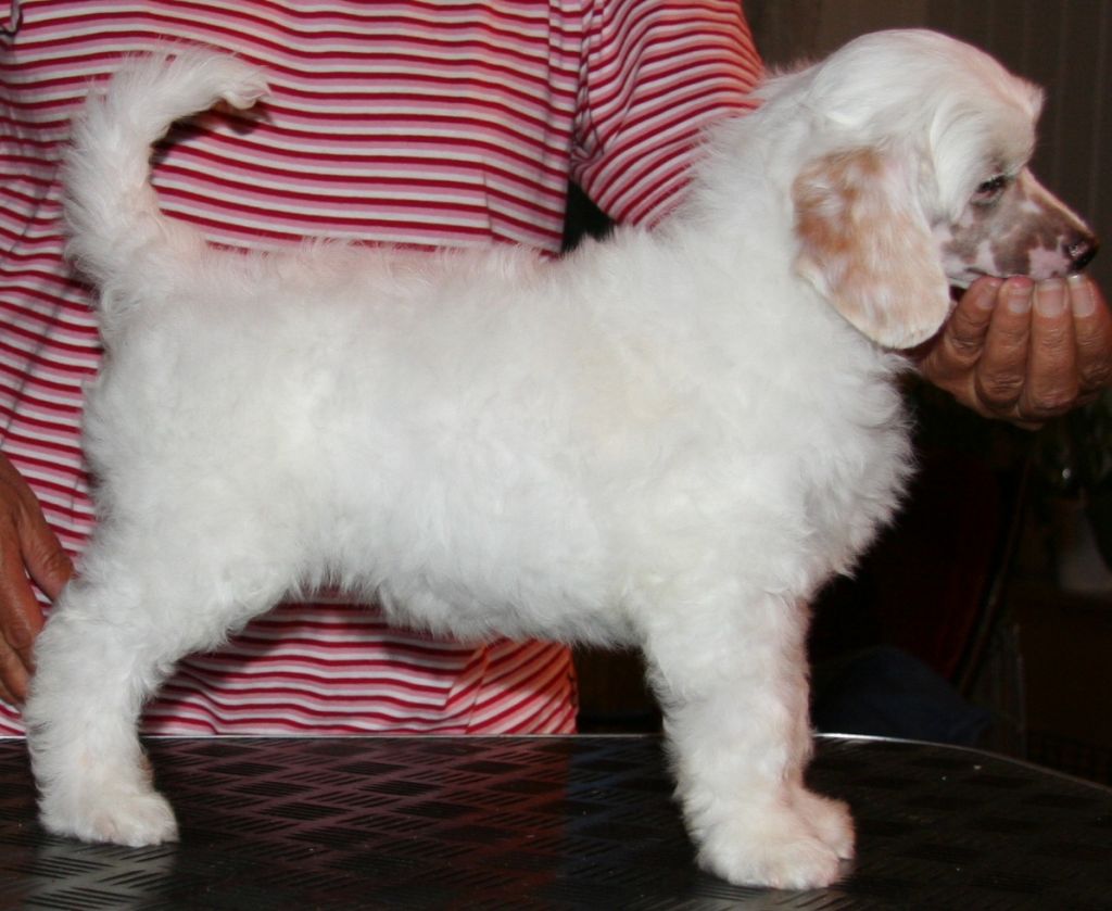 Absolute Souls Man In The Mirror