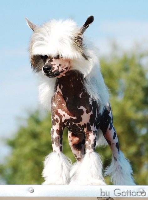 Beethoven Pony Dog